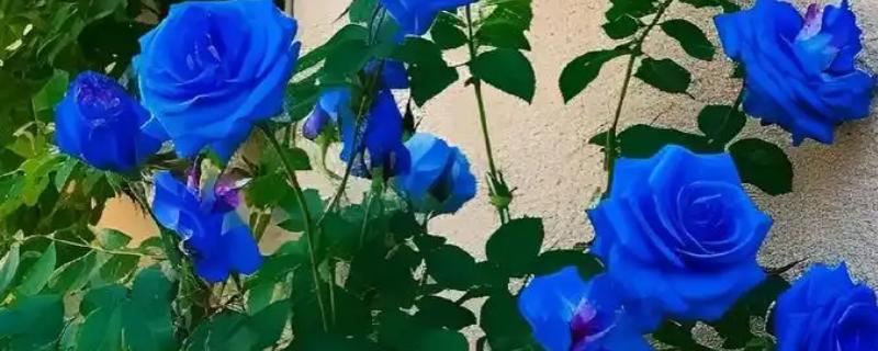蓝玫瑰的花语，寓意承诺、无尽的祝福等