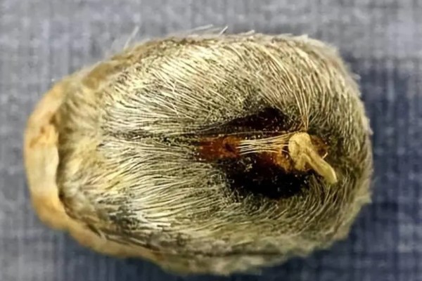 麝香鼠和麝香有什么区别，来源和用途均不同