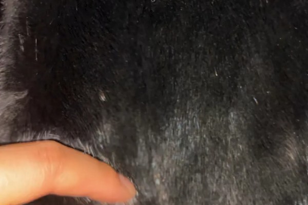 黑貂皮发红是不是褪色了,在阳光下发红属于正常情况