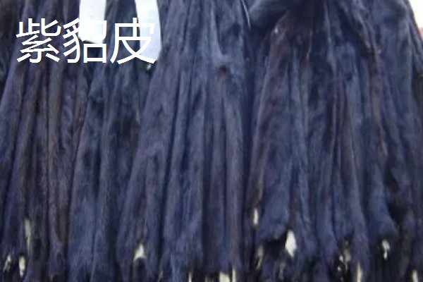 黑貂皮发红是不是褪色了,在阳光下发红属于正常情况