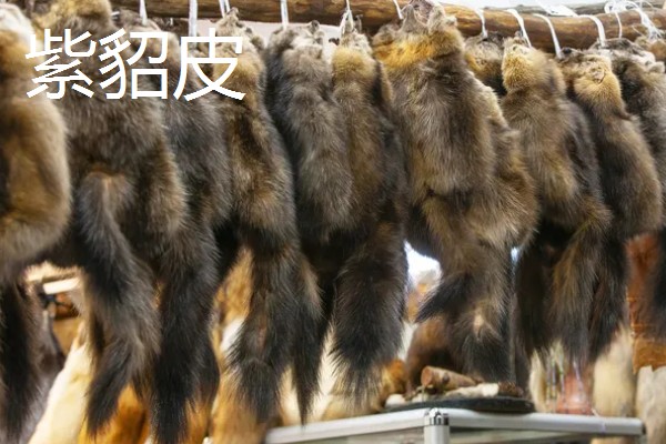 黑貂皮发红是不是褪色了,在阳光下发红属于正常情况