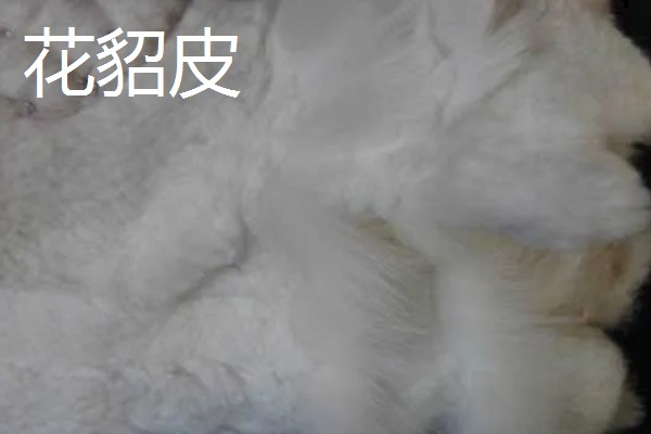 黑貂皮发红是不是褪色了,在阳光下发红属于正常情况