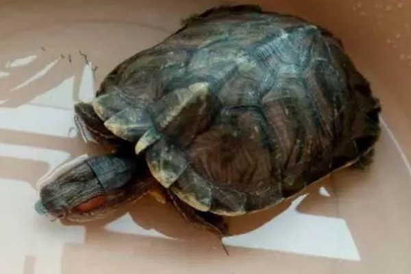 乌龟夏季进入假死状态如何处理，放在阴凉处并让它泡水即可
