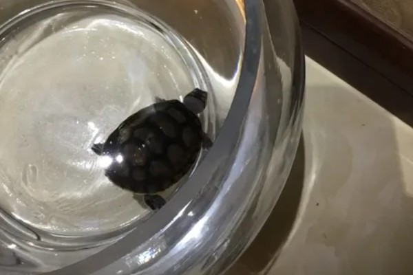 乌龟夏季进入假死状态如何处理，放在阴凉处并让它泡水即可