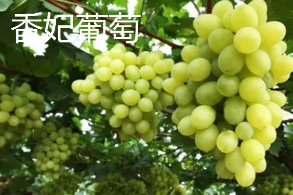 哪种葡萄呈青色而且很甜，常见香妃葡萄、阳光玫瑰等品种