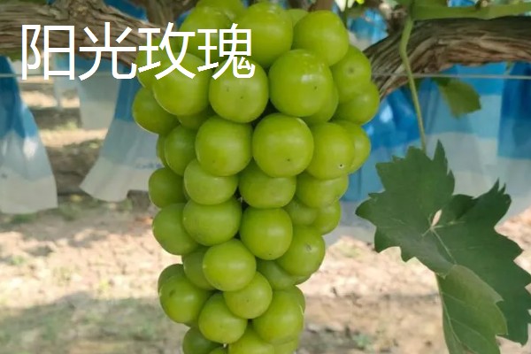哪种葡萄呈青色而且很甜，常见香妃葡萄、阳光玫瑰等品种