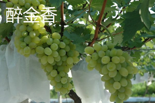 哪种葡萄呈青色而且很甜，常见香妃葡萄、阳光玫瑰等品种