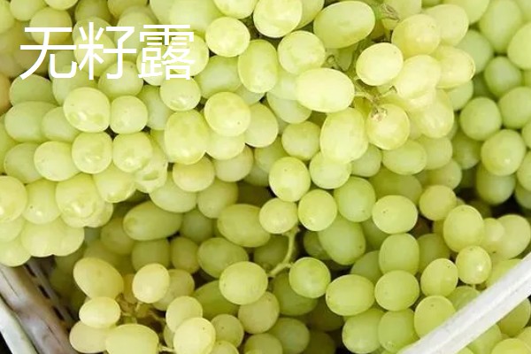 哪种葡萄呈青色而且很甜，常见香妃葡萄、阳光玫瑰等品种