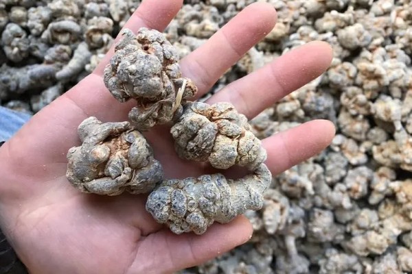 三七的标准品质，一等干货的断面呈灰绿色或灰褐色