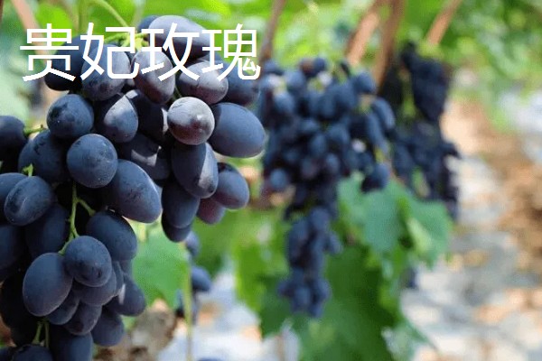 哪种葡萄呈青色而且很甜，常见香妃葡萄、阳光玫瑰等品种