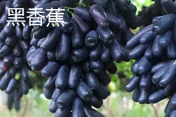 哪种葡萄呈青色而且很甜，常见香妃葡萄、阳光玫瑰等品种