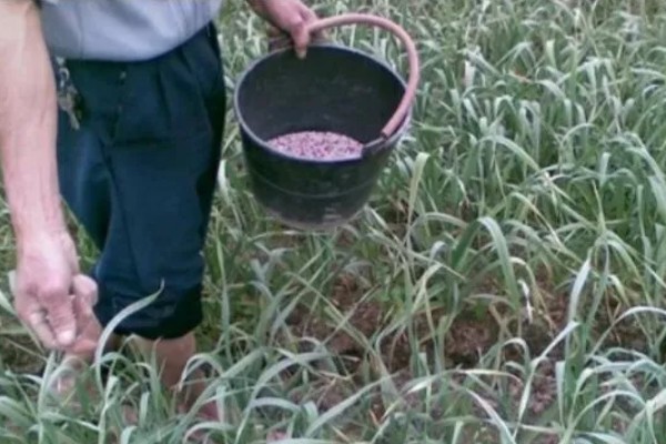怎么种植独蒜，可采用穴播、点播、条播等方法
