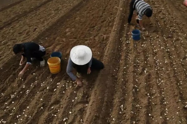 怎么种植独蒜，可采用穴播、点播、条播等方法