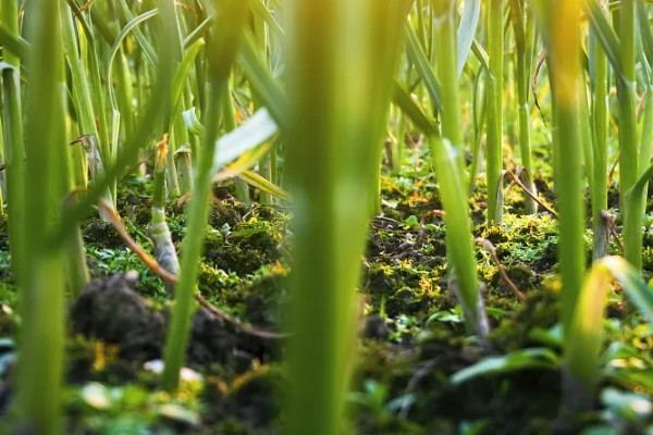 怎么种植独蒜，可采用穴播、点播、条播等方法