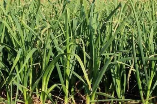 怎么种植独蒜，可采用穴播、点播、条播等方法