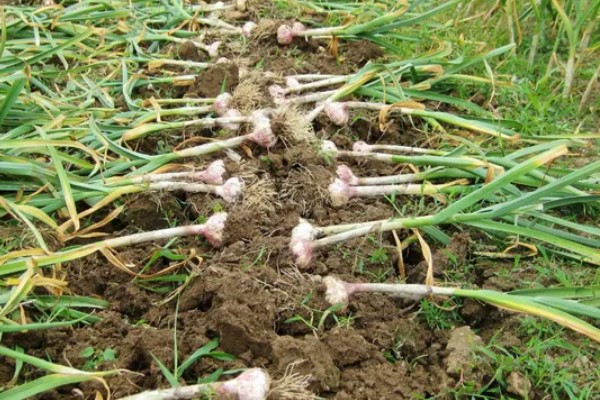 怎么种植独蒜，可采用穴播、点播、条播等方法