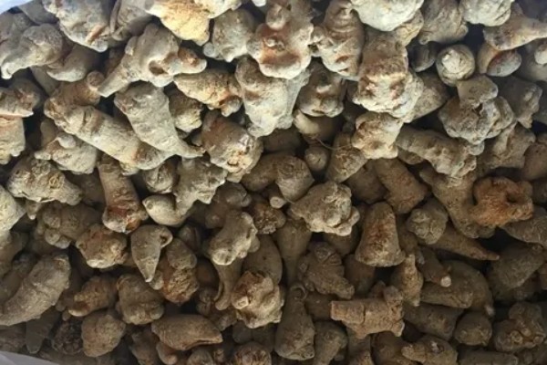 三七的标准品质，一等干货的断面呈灰绿色或灰褐色