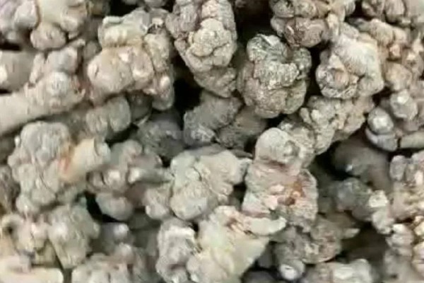 三七的标准品质，一等干货的断面呈灰绿色或灰褐色