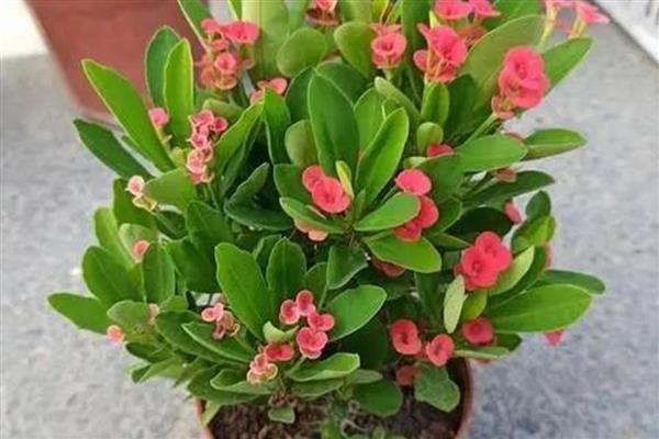 虎刺梅冬天叶子发黄的原因，可能是盆土积水所致