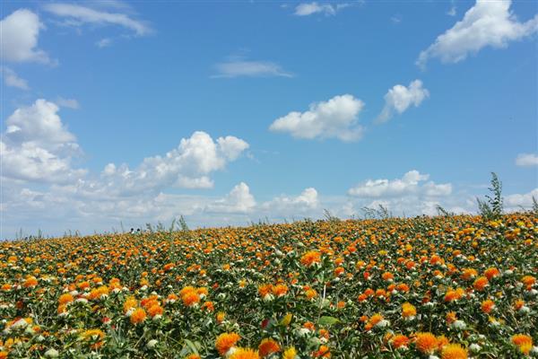 红花怎么种植，每穴播种6-7粒