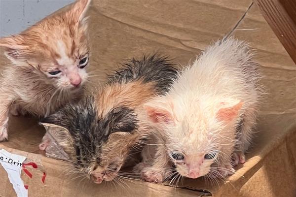 10天的小猫拉稀怎么处理，最好马上带去医院