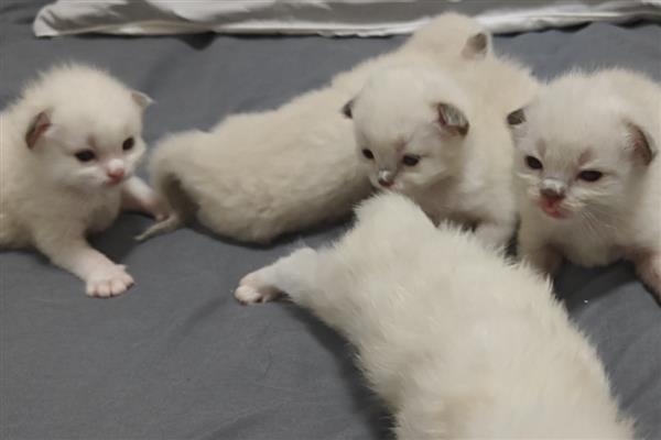 10天的小猫拉稀怎么处理，最好马上带去医院