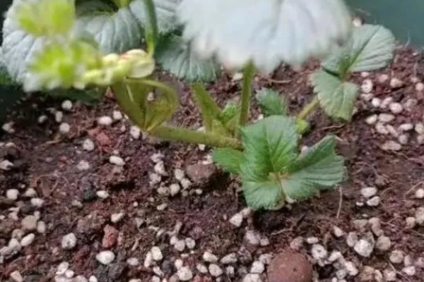 园艺用珍珠岩有什么作用，主要是为了疏松土壤的结构
