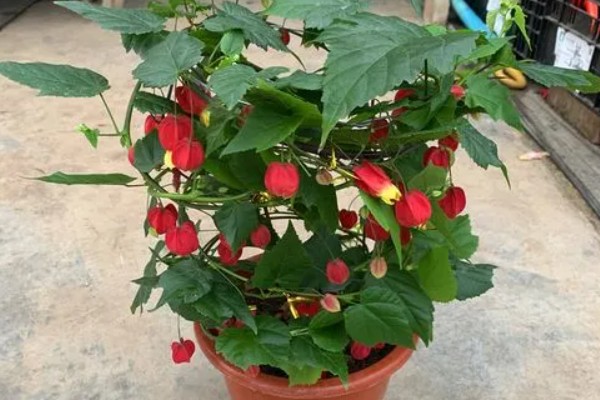 灯笼花叶子干枯怎么救治，需增加浇水并减少光照
