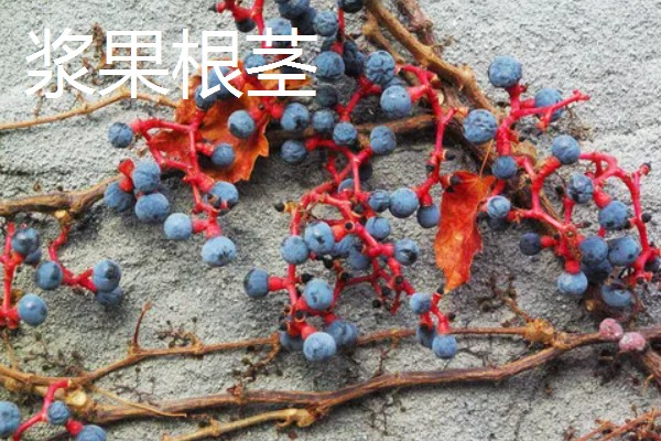 北极熊的食物，海豹是它的主食