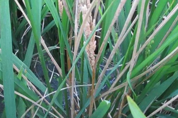水稻细菌性褐斑病的防治方式，栽培抗病品种并清理杂草具有一定防效