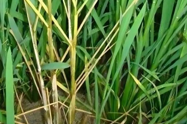 水稻细菌性褐斑病的防治方式，栽培抗病品种并清理杂草具有一定防效