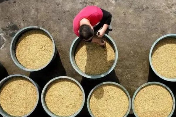 水稻细菌性褐斑病的防治方式，栽培抗病品种并清理杂草具有一定防效