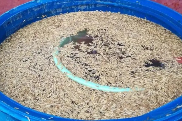 水稻细菌性褐斑病的防治方式，栽培抗病品种并清理杂草具有一定防效