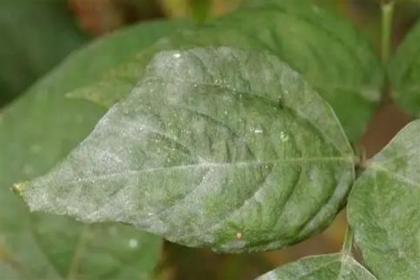 大豆白粉病的症状，发病后叶片正反出现菌丝体