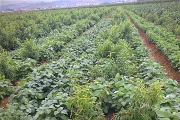 大豆白粉病的症状，发病后叶片正反出现菌丝体