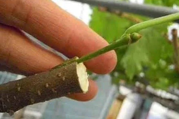 桑树的嫁接时间，在春、夏、秋季皆可进行