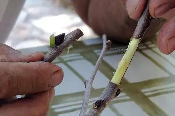 桑树的嫁接时间，在春、夏、秋季皆可进行