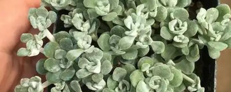 盆栽植物上的白霜怎么处理，需及时修剪