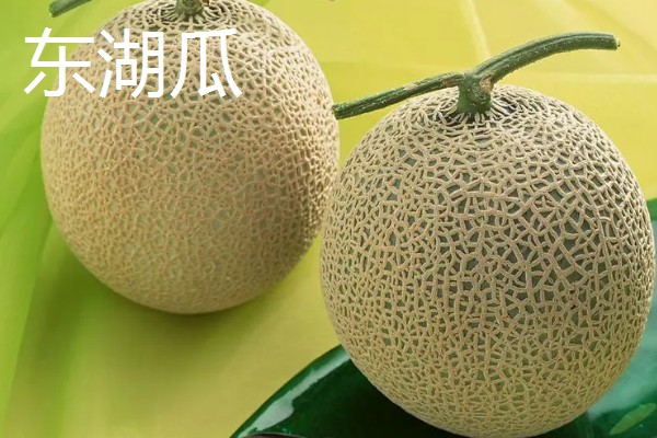 哈密瓜的原产地，原产地是鄯善