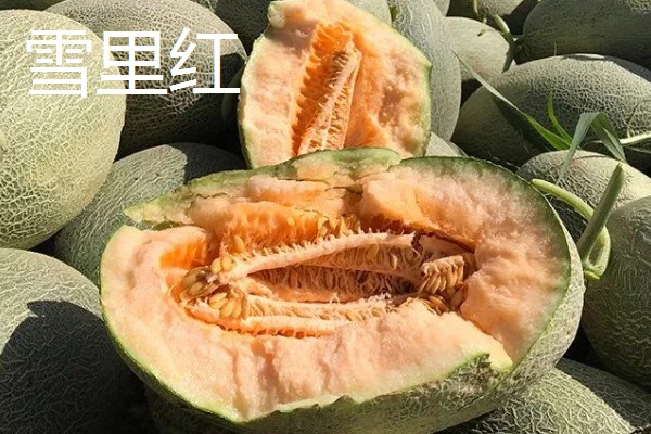 哈密瓜的原产地，原产地是鄯善