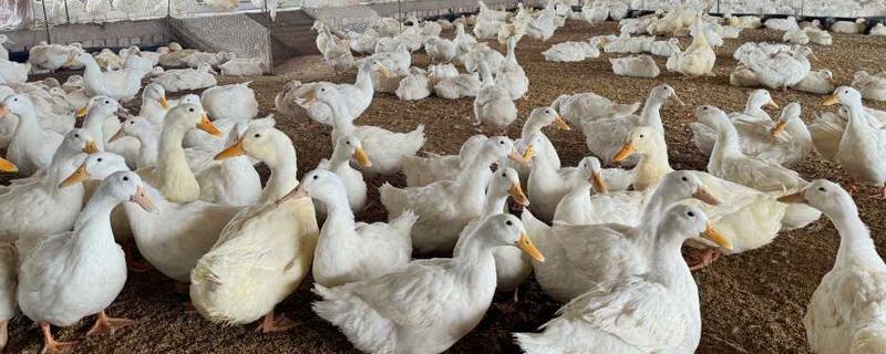 大棚养鸭的方法，夏季要做好防暑降温的工作