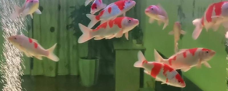 锦鲤鱼缸长青苔的原因，可能是光照过长所致