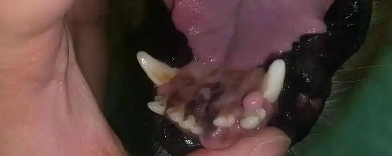 传染性口腔乳头状瘤临床症状，初期在局部出现白色隆起