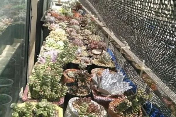 夏天多肉干瘪发皱了怎么处理，要进行控温管理