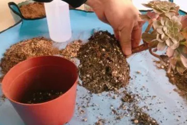 夏天多肉干瘪发皱了怎么处理，要进行控温管理