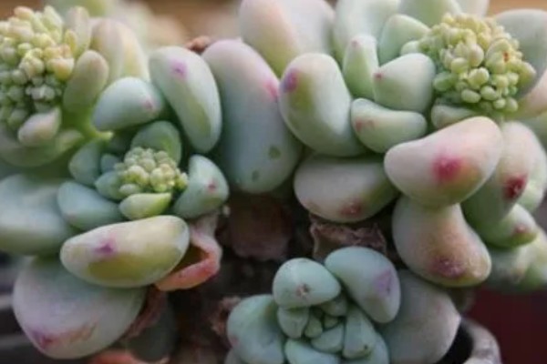怎么防治凝脂莲的病虫害，防治斑点病可喷施代森锌