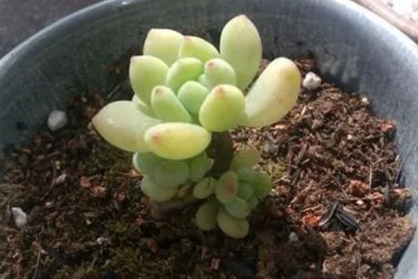 怎么防治凝脂莲的病虫害，防治斑点病可喷施代森锌
