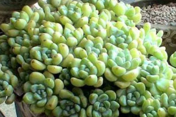 怎么防治凝脂莲的病虫害，防治斑点病可喷施代森锌