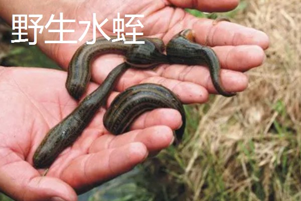 野生和养殖的水蛭有什么区别，活跃度和价值不同