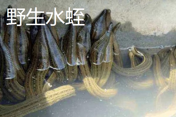 野生和养殖的水蛭有什么区别，活跃度和价值不同
